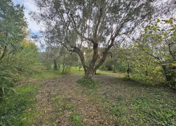 Foto 6 - Terreno agricolo via san michele, Camigliano - foto 6