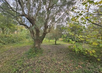 Foto 7 - Terreno agricolo via san michele, Camigliano - foto 7