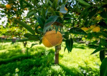 Dettagli - Villa via delle fragole, Pozzallo - foto 33