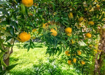 Giardino - Villa via delle fragole, Pozzallo - foto 34