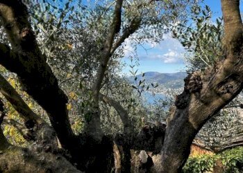 Terreno - Appartamento via Saccomanno, Camogli - foto 13