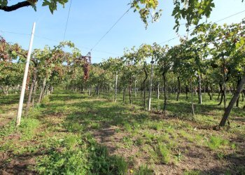 TERRENO - Terreno edificabile Via Calderina 8, Gambellara - foto 7