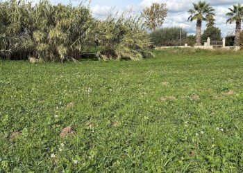 WhatsApp Image 2025-12-01 at 16.50.01 (5).jpeg - Terreno edificabile Via Giovanni Falcone, Pozzallo - foto 5