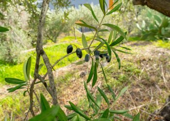 Terreno Cerza (14).jpg - Terreno agricolo Via Cerza 35, San Gregorio di Catania - foto 14