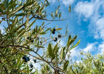 Terreno Cerza (20).jpg - Terreno agricolo Via Cerza 35, San Gregorio di Catania - foto 20