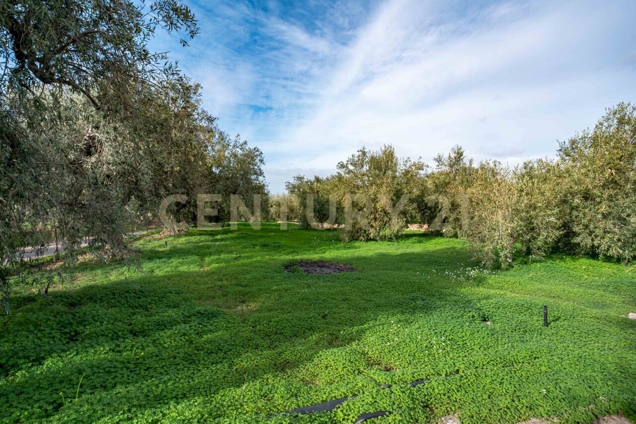 DSC09230.jpg - Terreno agricolo Contrada San Francesco snc, Paternò - foto 3