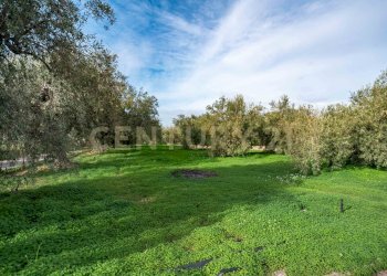 DSC09230.jpg - Terreno agricolo Contrada San Francesco snc, Paternò - foto 3