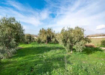DSC09238.jpg - Terreno agricolo Contrada San Francesco snc, Paternò - foto 7