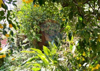 Giardino - Casa indipendente Via Francesco Crispi
 
83, Mascali - foto 14