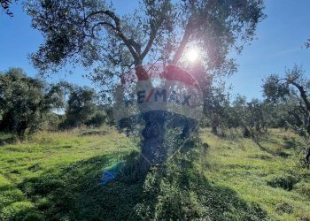 Giardino - Terreno agricolo Località Reginella
 
SNC, Vieste - foto 5