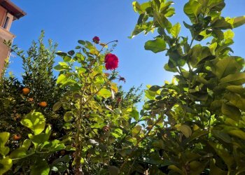 Foto 10 - Three-room apartment SALITA SANT'ANTONINO
 
21, Monreale - photo 10