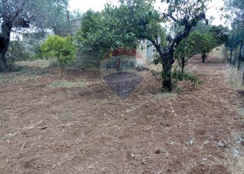 Giardino - Casa indipendente Niscemi - foto 15