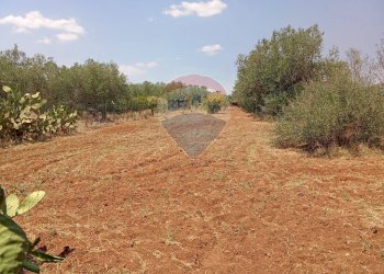 Giardino - Casa indipendente Niscemi - foto 18