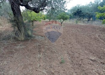 Giardino - Casa indipendente Niscemi - foto 20