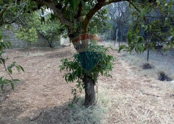 Giardino - Casa indipendente Niscemi - foto 29