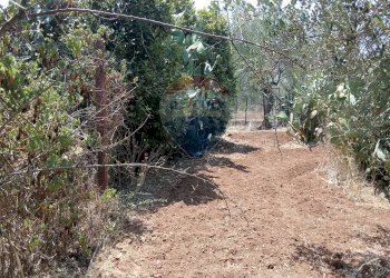 Giardino - Casa indipendente Niscemi - foto 40