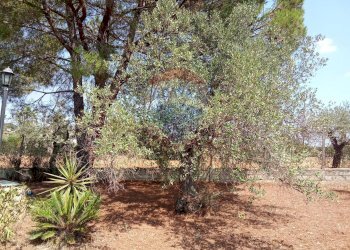 Giardino - Casa indipendente Niscemi - foto 44