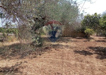 Giardino - Casa indipendente Niscemi - foto 47