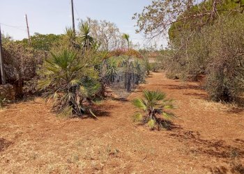 Giardino - Casa indipendente Niscemi - foto 59