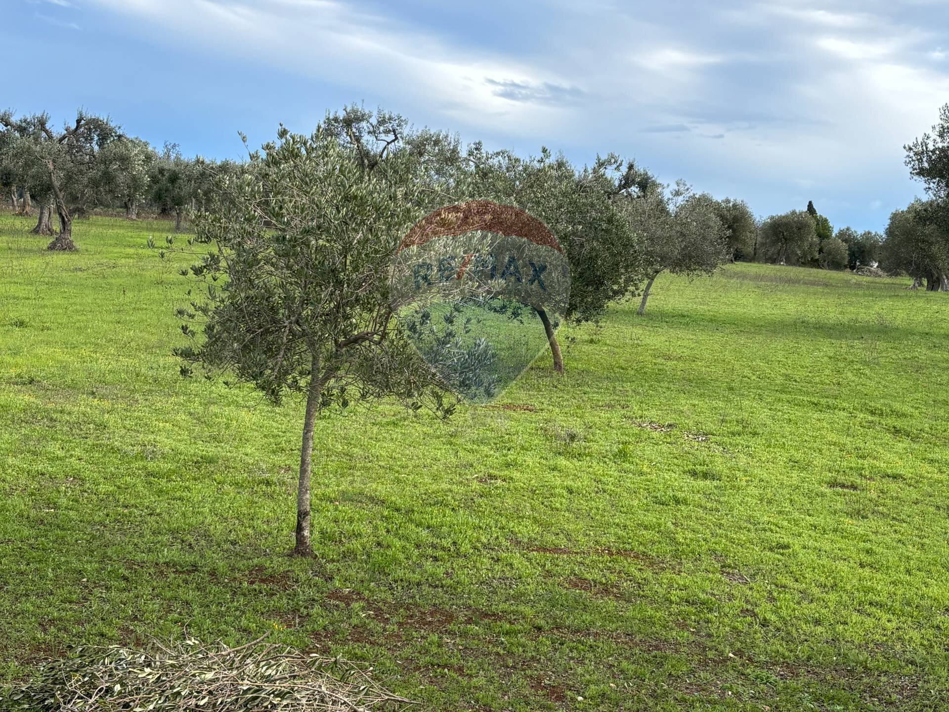 Giardino - Terreno agricolo Contrada Montanaro, Cisternino - foto 1