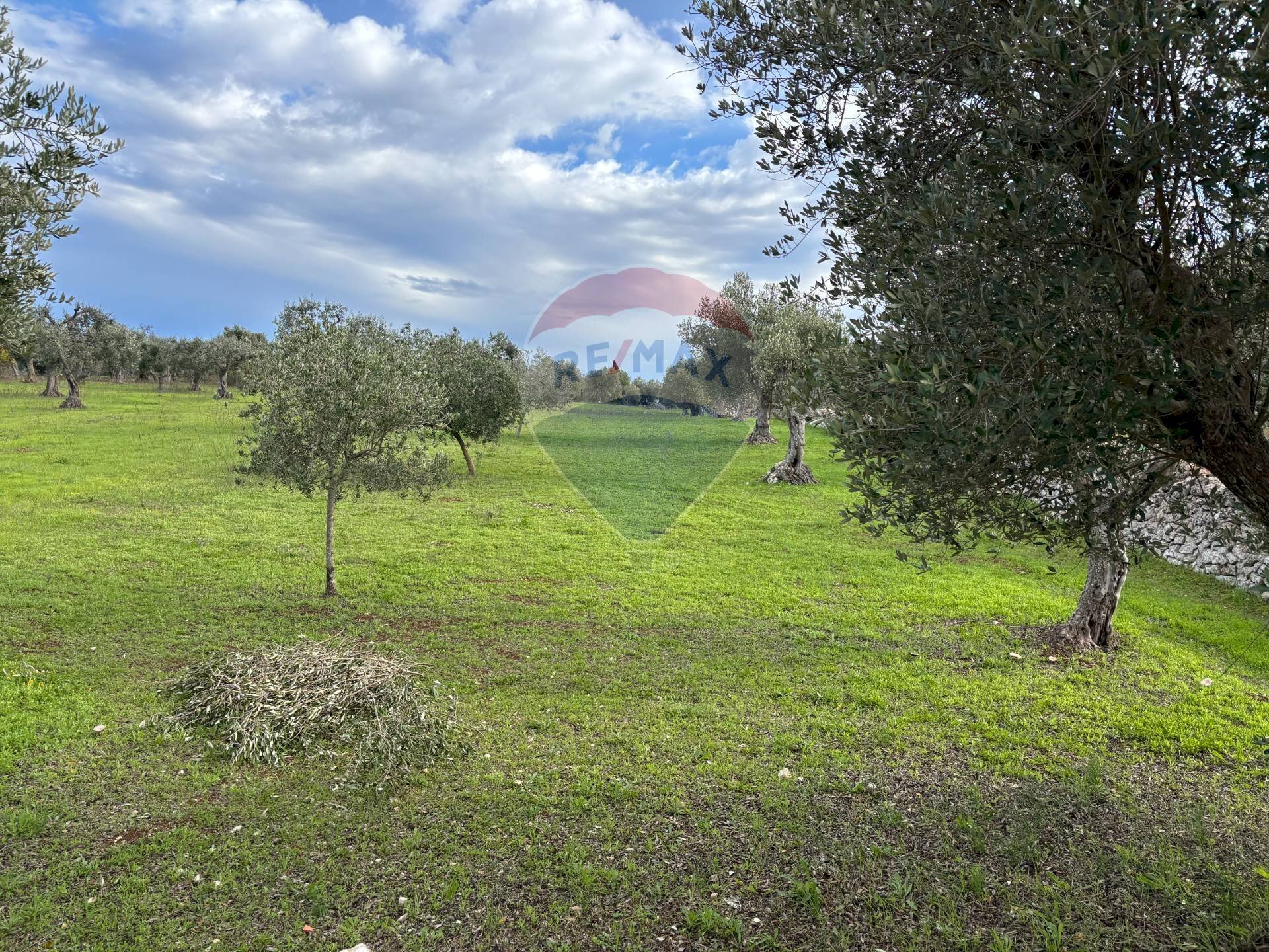 Giardino - Terreno agricolo Contrada Montanaro, Cisternino - foto 3