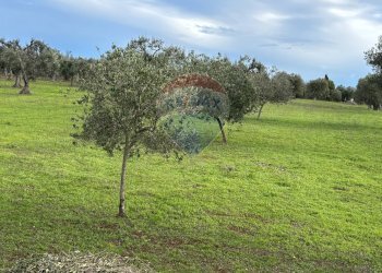 Giardino - Terreno agricolo Contrada Montanaro, Cisternino - foto 1