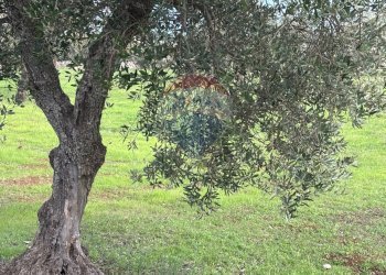 Giardino - Terreno agricolo Contrada Montanaro, Cisternino - foto 2