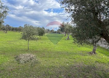 Giardino - Terreno agricolo Contrada Montanaro, Cisternino - foto 3