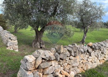Giardino - Terreno agricolo Contrada Montanaro, Cisternino - foto 4