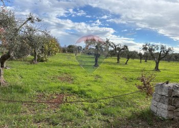 Giardino - Terreno agricolo Contrada Montanaro, Cisternino - foto 5
