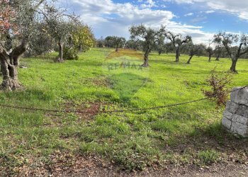 Giardino - Terreno agricolo Contrada Montanaro, Cisternino - foto 6
