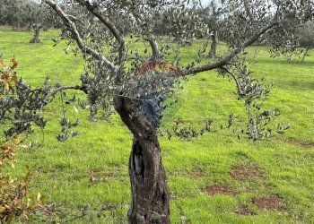 Giardino - Terreno agricolo Contrada Montanaro, Cisternino - foto 7
