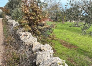 Giardino - Terreno agricolo Contrada Montanaro, Cisternino - foto 8