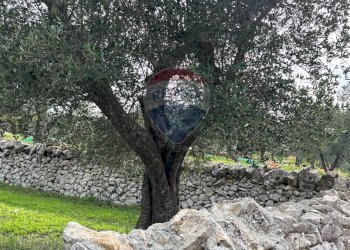 Giardino - Terreno agricolo Contrada Montanaro, Cisternino - foto 9