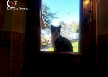 Foto 23 - Villa via Poggio alla Cuna
 
snc, Londa - foto 23