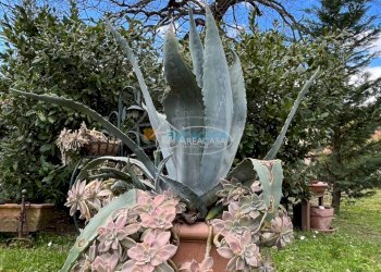 Foto 41 - Casa indipendente 20, Acquasanta Terme - foto 41