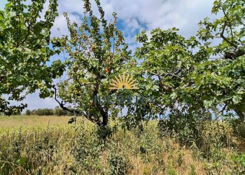 Foto 23 - Casa indipendente contrada spiagge
 
snc, Monteprandone - foto 20