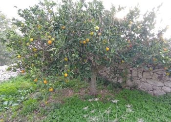 IMG_20251111_151953.jpg - Casale Ragusa - foto 5