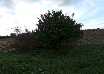 IMG_20251111_151756.jpg - Casale Ragusa - foto 3