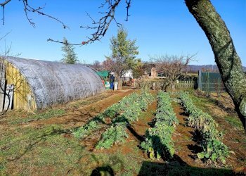 Terreno agricolo Villarbasse - foto 50