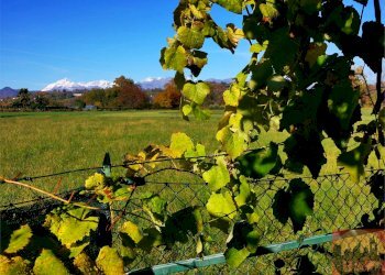 Terreno agricolo Villarbasse - foto 2