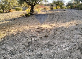 Giardino - Terreno edificabile cda vignali tre fontane
sn, Licodia Eubea - foto 11