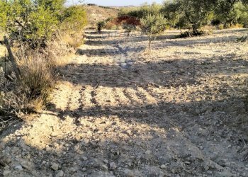 Giardino - Terreno edificabile cda vignali tre fontane
sn, Licodia Eubea - foto 12