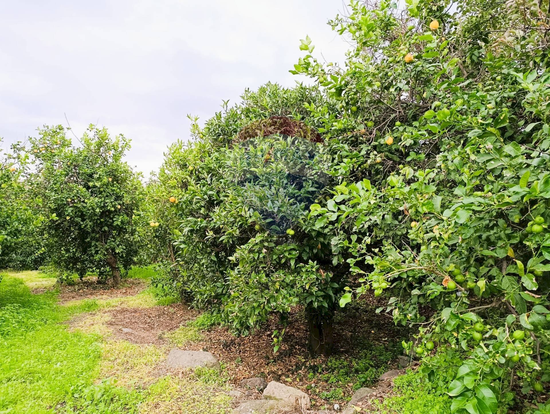 Giardino - Terreno edificabile Riposto - foto 1