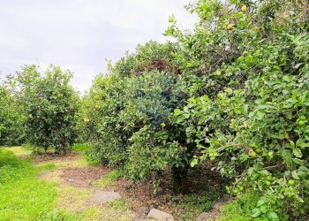 Giardino - Terreno edificabile Riposto - foto 1