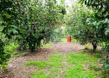 Giardino - Terreno edificabile Riposto - foto 7