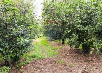 Giardino - Terreno edificabile Riposto - foto 8