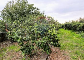 Giardino - Terreno edificabile Riposto - foto 13