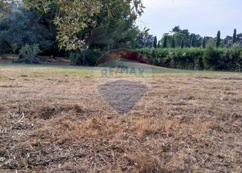 Giardino - Terreno agricolo Piombino - foto 5