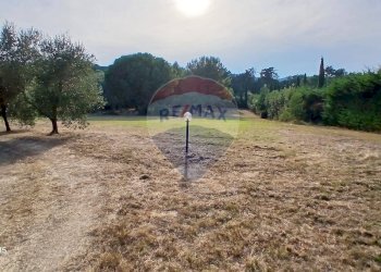 Giardino - Terreno agricolo Piombino - foto 7